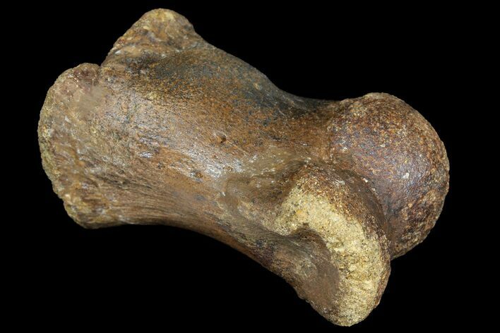 Pachycephalosaur Phalange (Toe Bone) - Montana #121971